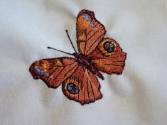 motýl 6