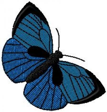 Motýl 9