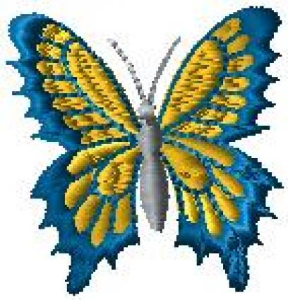 Motýl 5