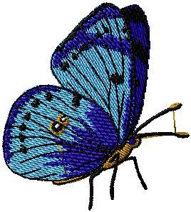 Motýl 13
